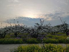 -石家庄市植物园