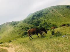 -大姆山草场