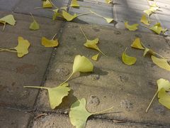 -三里屯东五街银杏大道