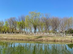 -大兴滨河森林公园