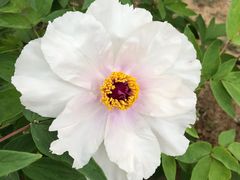 -洛阳市隋唐城遗址植物园