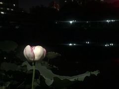 -陈家山荷花公园