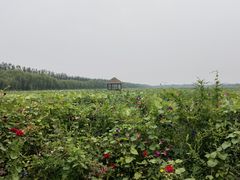 -西青郊野公园