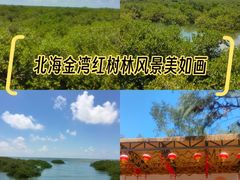 -北海金海湾红树林生态旅游区