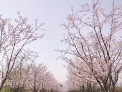 -长田漾湿地公园