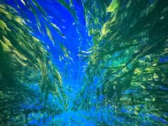 -海合安武汉极地海洋公园