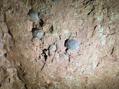 -西峡恐龙遗迹园