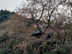 -金花茶公园