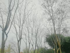 -金银湖国家城市湿地公园