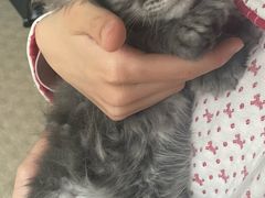 -欣宠猫屋·矮脚拿破仑·蓝金金渐层