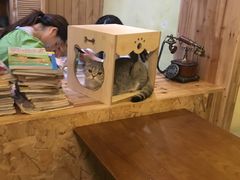 -猫色咖啡·猫咖