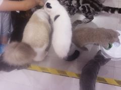 -三花喵·撸猫购宠·宠物生活馆(虹桥南丰城店)