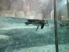 -合肥野生动物园