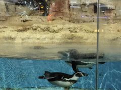 -帝企鹅自助餐厅•儿童岛•真企鹅(长隆企鹅酒店)