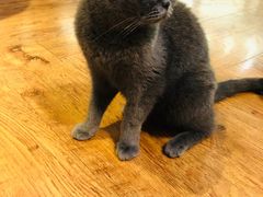 -猫小院猫主题餐厅(三里屯店)