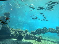 -海棠湾洲际-涛·海底餐厅·美人鱼·自助餐·海底隧道