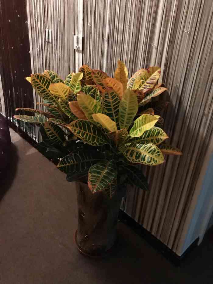 花颜醉养生会所(石景山店)