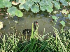 -荷兰花海
