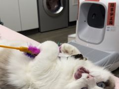 -酷以爬仙阁实体爬宠店·守宫·蜥蜴·专业繁育