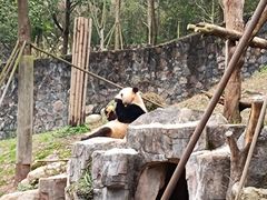 -都江堰中华大熊猫苑