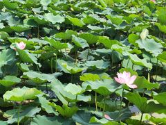 -天津东丽湖风景区