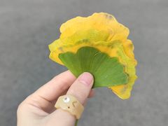 -长白岛森林公园