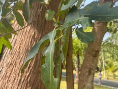 -中国科学院西双版纳热带植物园
