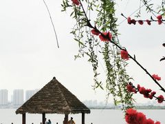 -瑶湖郊野森林公园