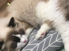 -CAT’S MEWSTAR CAFE·喵星球猫屋(晴湾咖啡店)