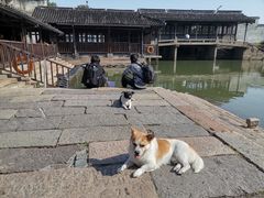 -乌镇东栅景区