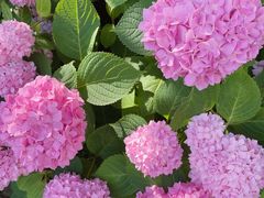 -上海滨江森林公园
