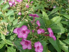 -黑龙江省森林植物园