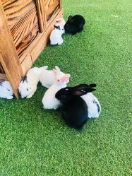 -萌宠亲子动物乐园(槐房万达店)