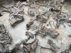 -自贡恐龙博物馆