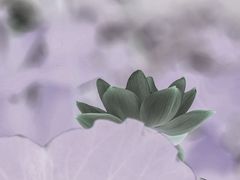-莲湖公园