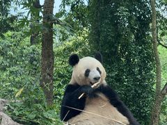 -中国大熊猫保护研究中心雅安碧峰峡基地