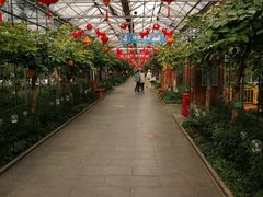 景点-南宫五洲植物乐园