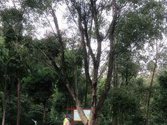 -火炉山森林公园