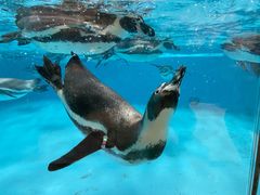 -帝企鹅自助餐厅•儿童岛•真企鹅(长隆企鹅酒店)