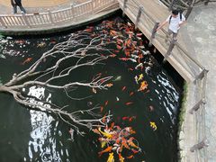 -南宫五洲植物乐园