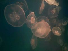 -福州罗源湾海洋世界旅游区