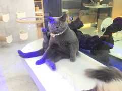-喵园·猫主题咖啡厅·撸猫·猫咖(国贸店)