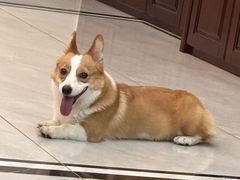 -福懋动物医院·犬猫全科·外科·重症科(杏林分院)