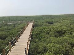 -北海金海湾红树林生态旅游区