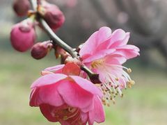 -贡湖湾湿地公园