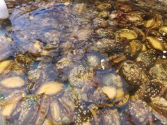 -集品鲜湾·蒸汽海鲜自助料理(青岛银座和谐广场店)