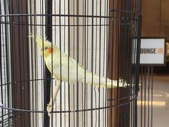 -上海崇明金茂凯悦酒店