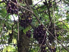 -樱桃山旅游景区