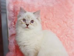 -Bastet sally猫舍购宠(静安店)