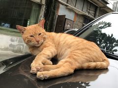 -丸摩堂鲜果茶(九方店)